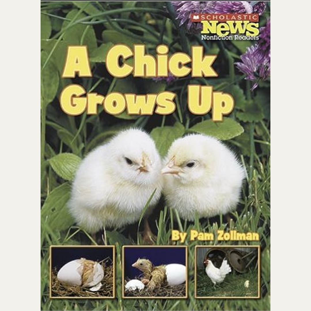 A CHICK GROWS UP